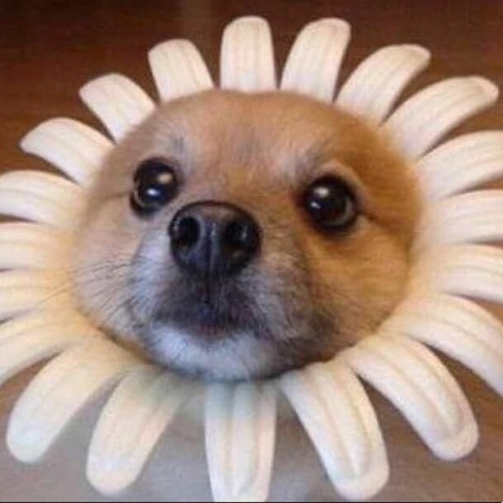 henlo